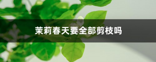 茉莉春天要全部剪枝吗