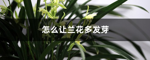 怎么让兰花多发芽，用什么肥