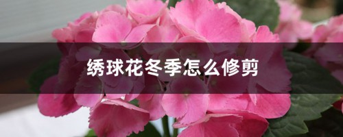 绣球花冬季怎么修剪